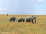 Elephants of the Serengeti by Stephanie Marlin
